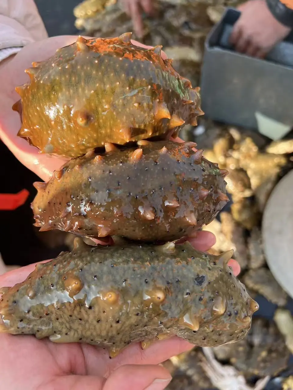 活海参原来长这样🤭围观捕捞现场！