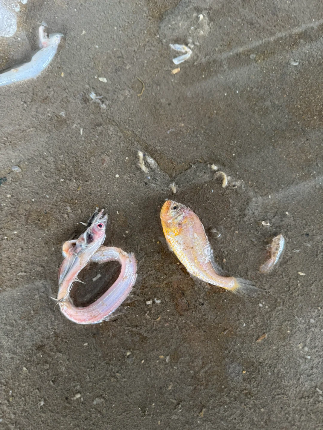 真的是断子绝孙网！