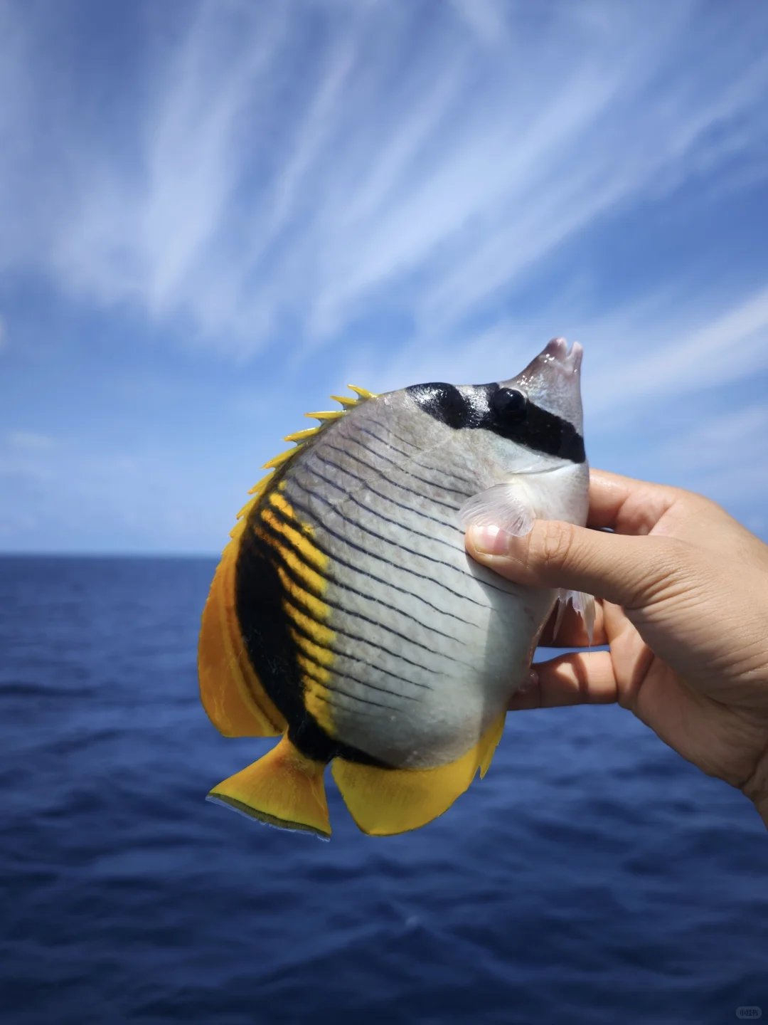 福钓新一年|我在西沙群岛记录的美丽鱼类