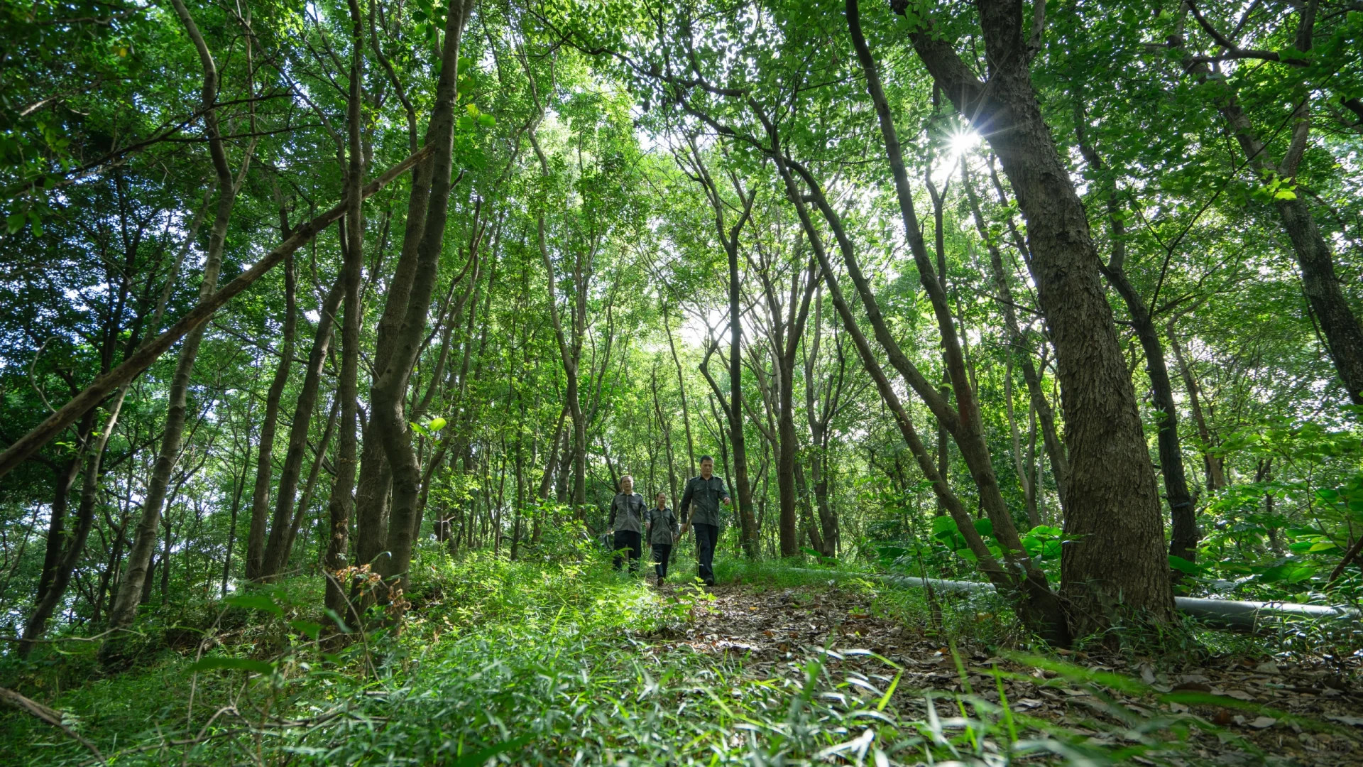 【记录100种职业】第一期：护林员