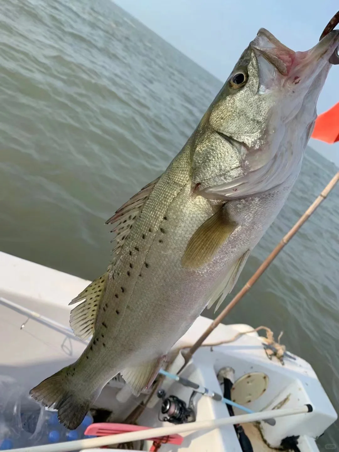海钓鱼获（海鲈鱼➕石九公）坐标：洞头