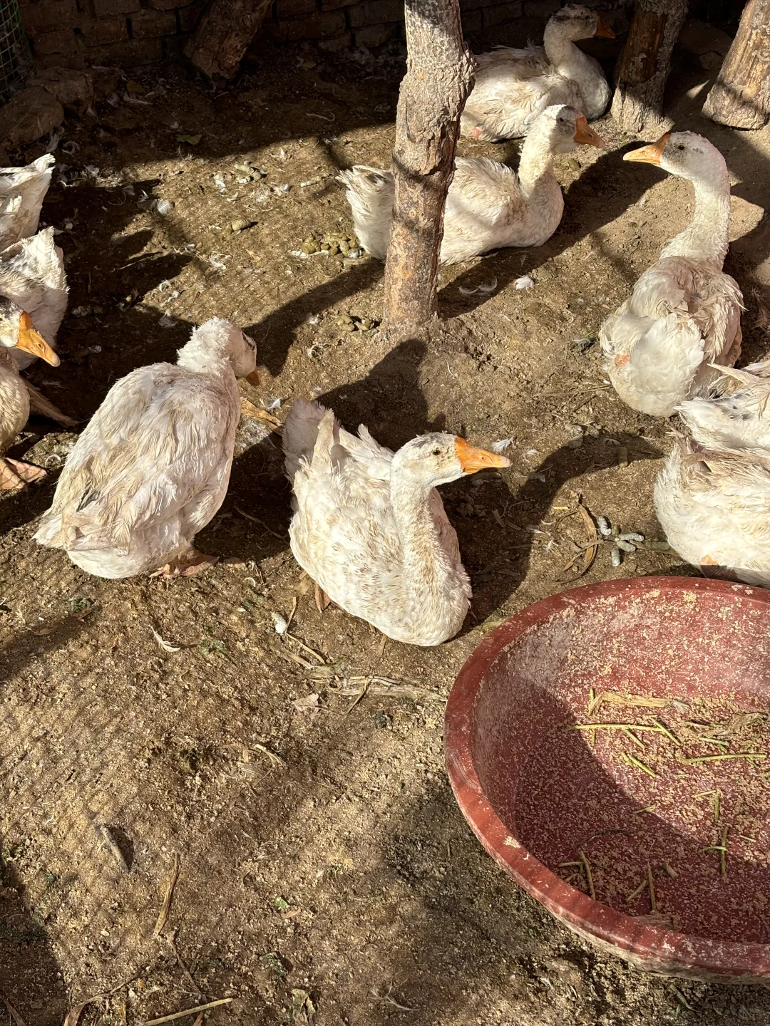 普通农民挣点钱有多难