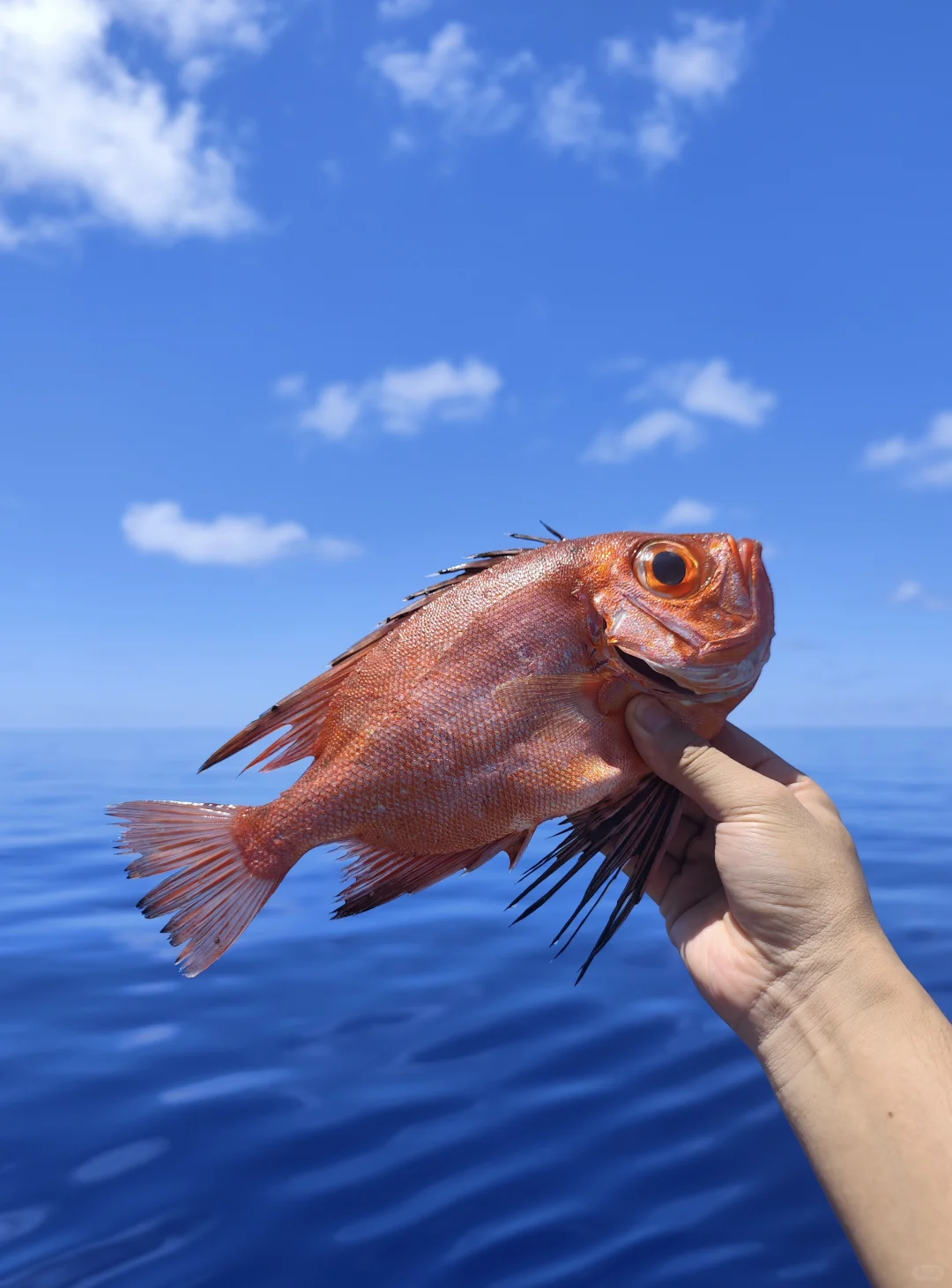 福钓新一年|我在西沙群岛记录的美丽鱼类