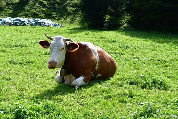 🐄 断奶不掉膘的秘密