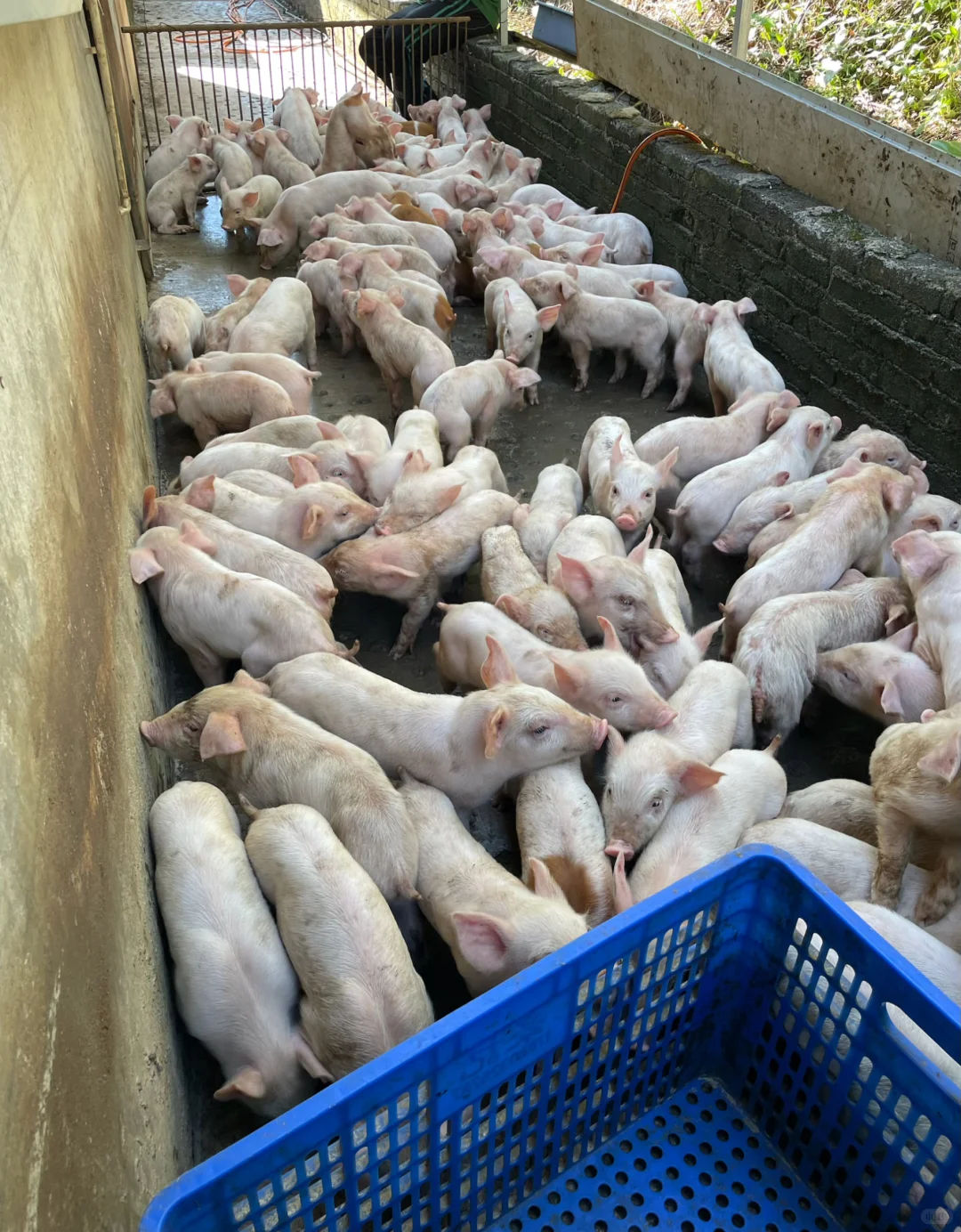 2025/12/12 入职146天 在猪场干了些什么？