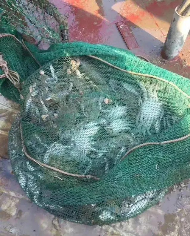 青岛海钓之拖网捕鱼|出海捕鱼无敌爽歪歪