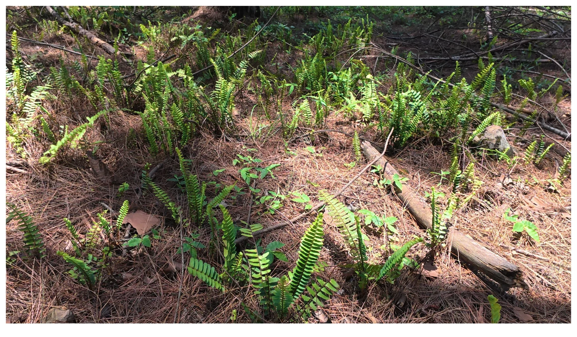 这次的野外工作告一段落