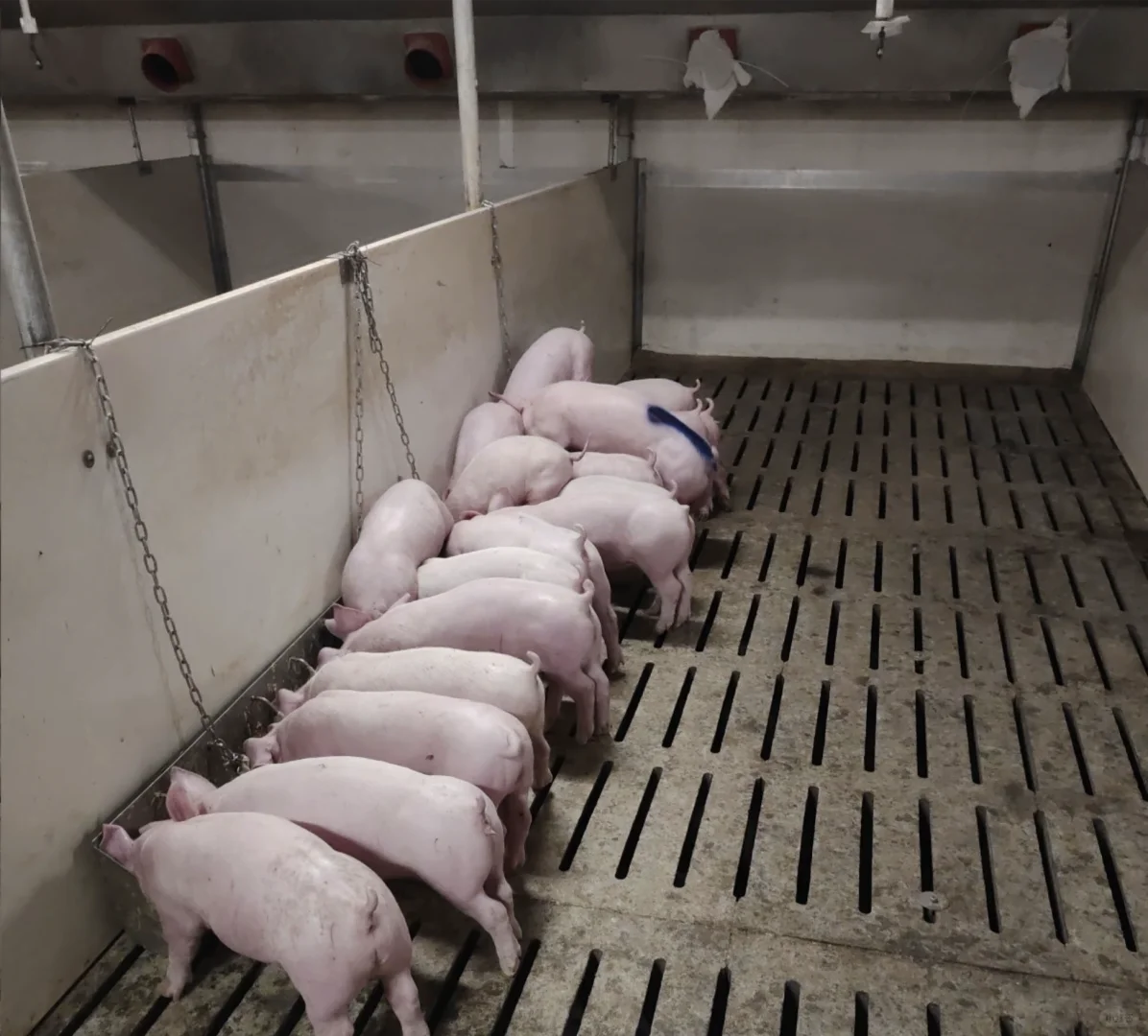 女孩子进猪场适合干什么岗位？