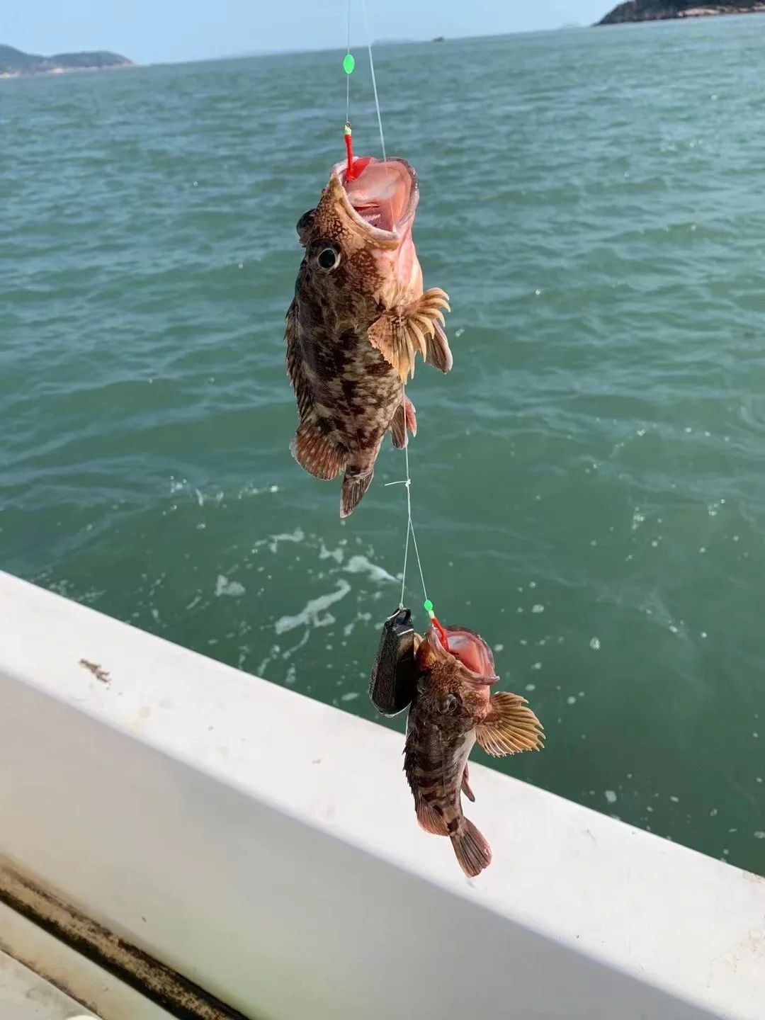 海钓鱼获（海鲈鱼➕石九公）坐标：洞头