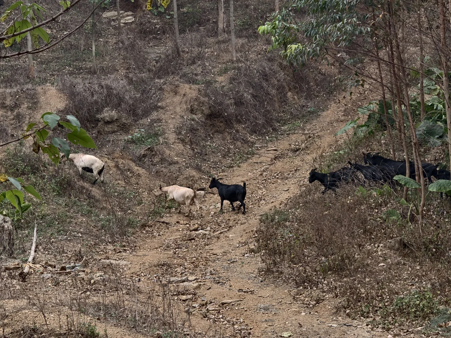 林业人的日常，只要不下雨就爬山