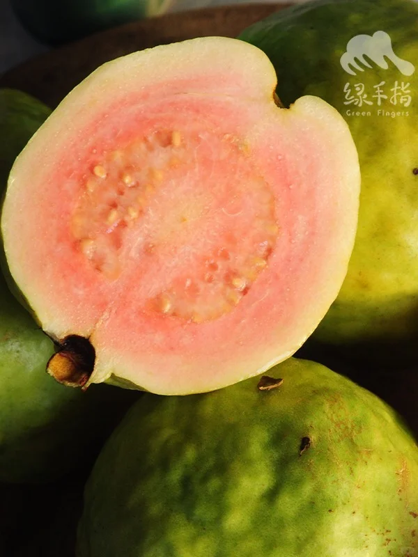 初冬多巴胺爆表💥|台风中幸存的番石榴