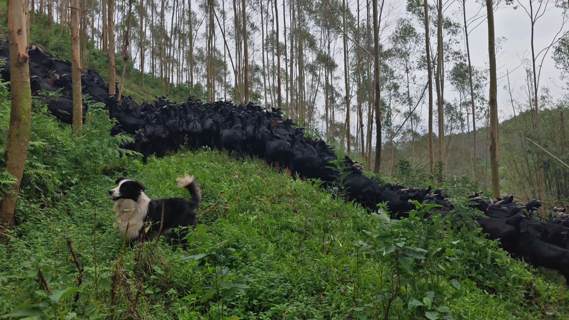 藏在森林里的小羊圈……羊咩咩~