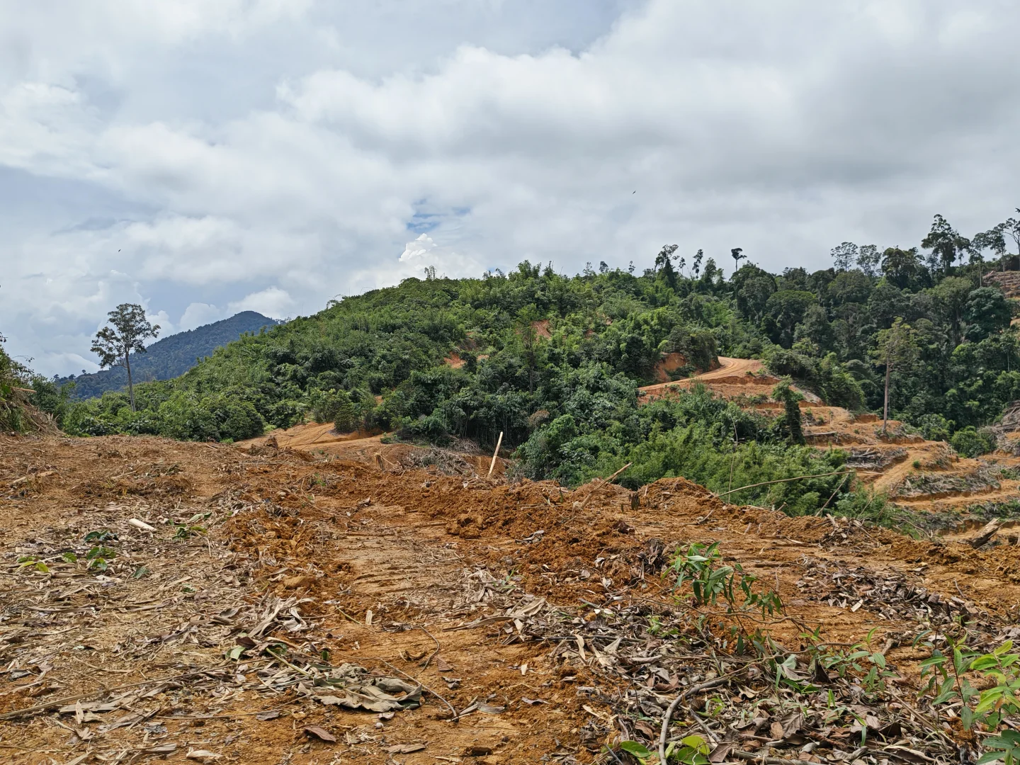 🇲🇾Kelantan Gua Musang 农业地寻找投