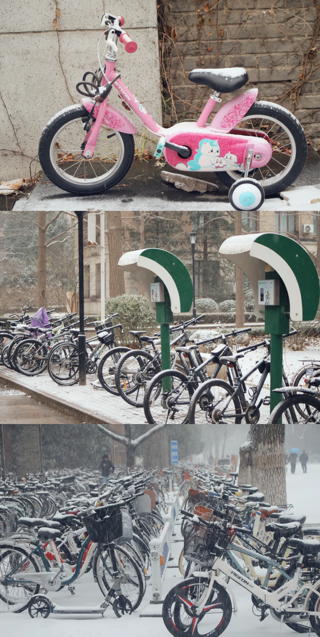 北京初雪|雪中的北京林业大学