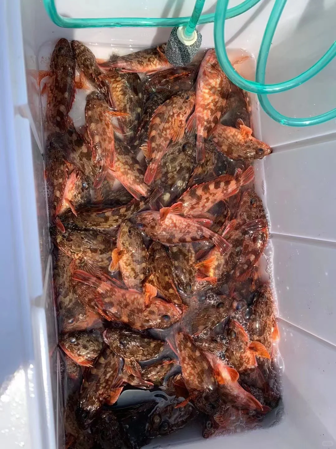 海钓鱼获（海鲈鱼➕石九公）坐标：洞头