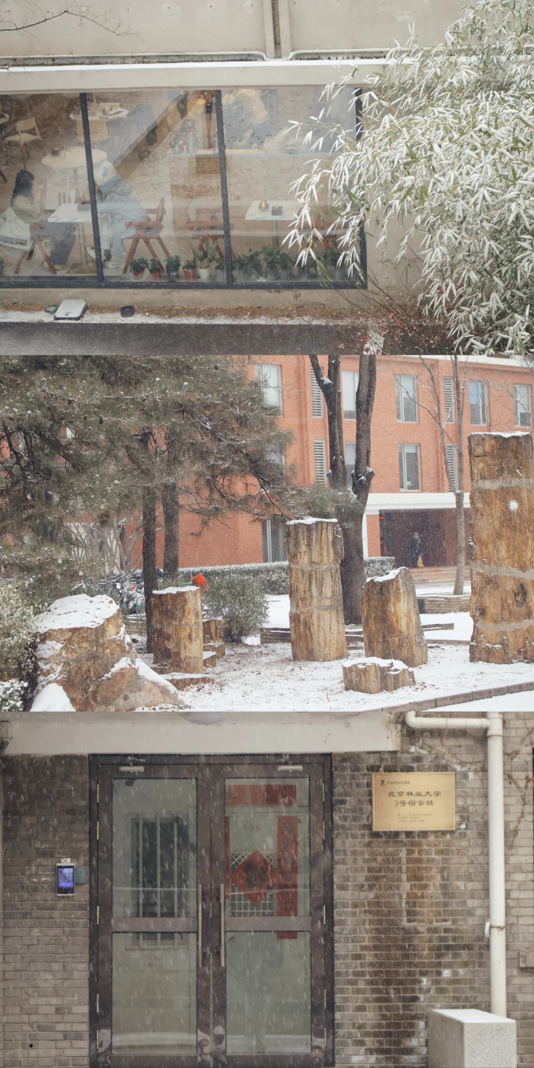 北京初雪|雪中的北京林业大学