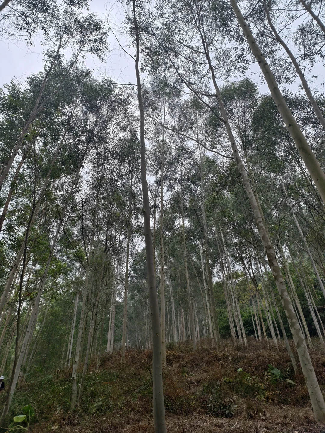 林业人的日常，只要不下雨就爬山