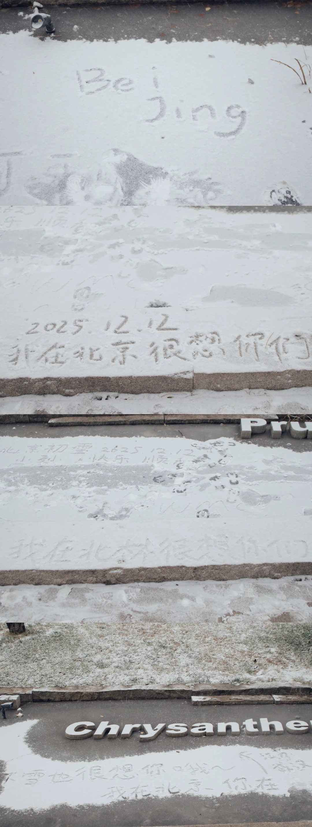 北京初雪|雪中的北京林业大学