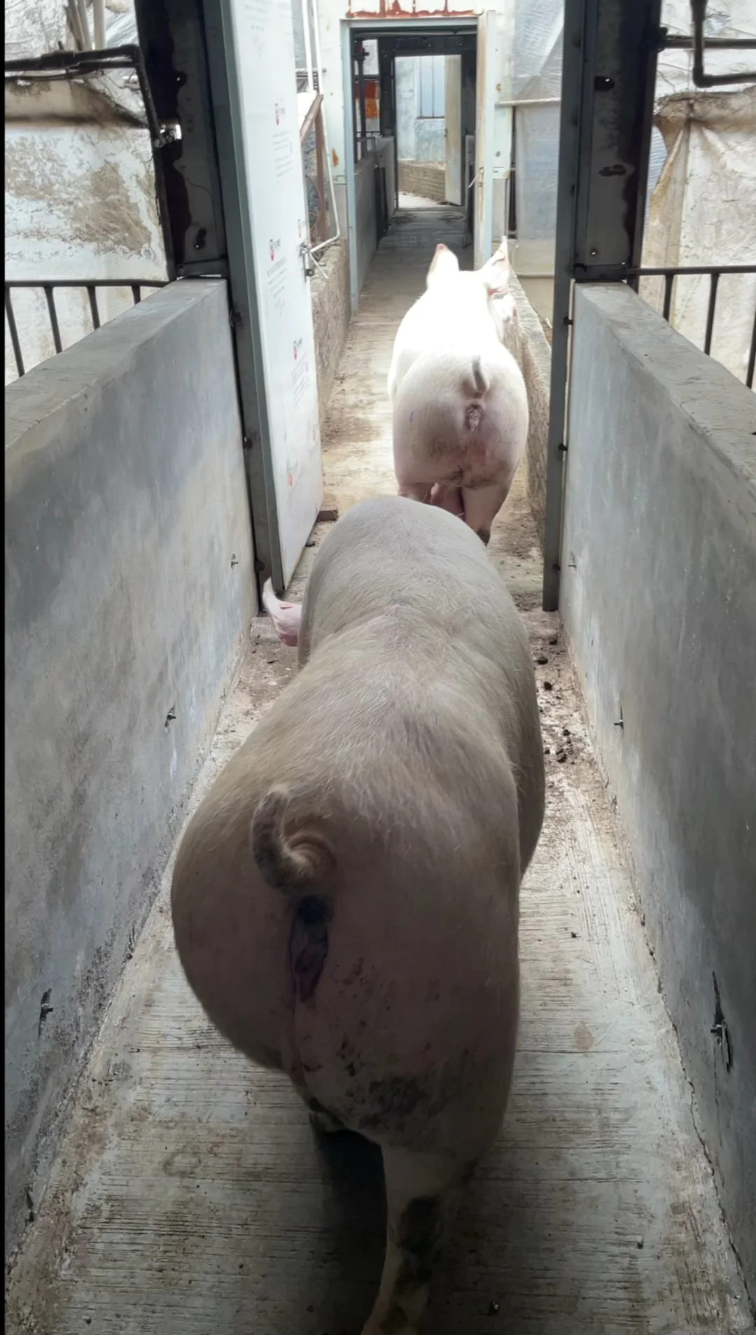 2025/12/12 入职146天 在猪场干了些什么？