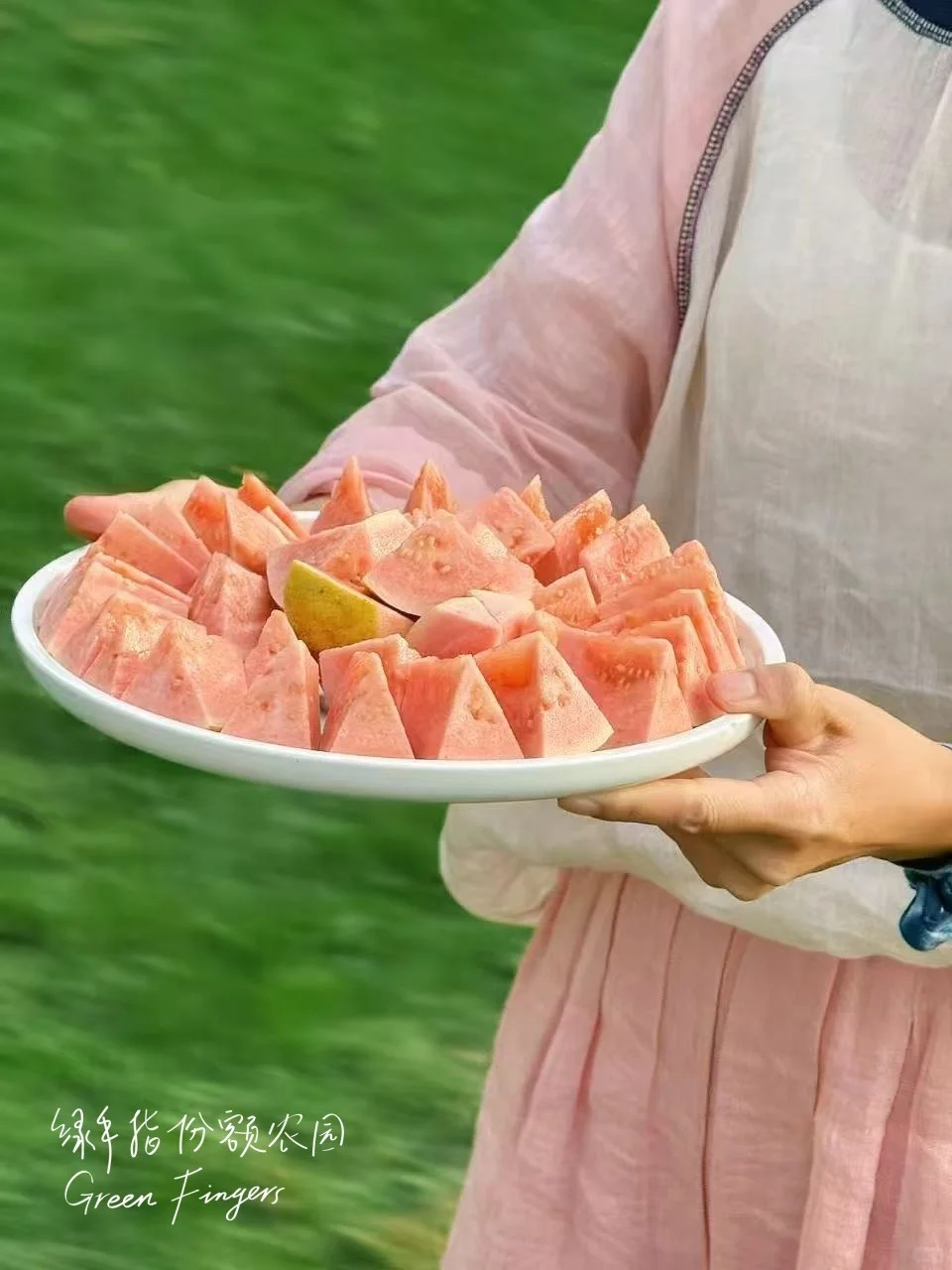 初冬多巴胺爆表💥|台风中幸存的番石榴