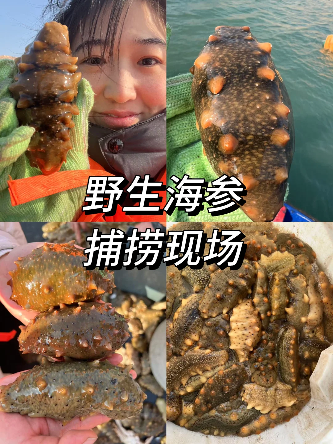 活海参原来长这样🤭围观捕捞现场！
