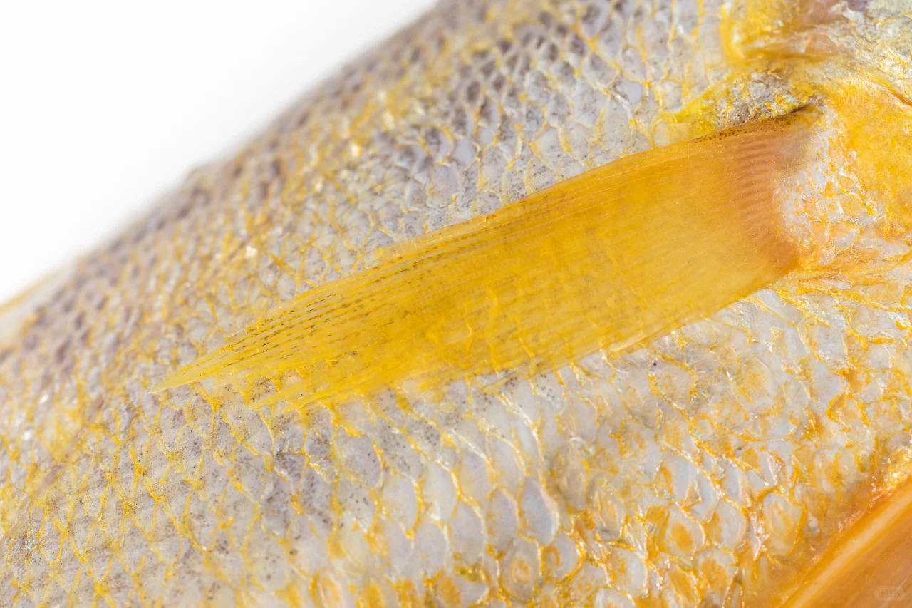 黄渔国丨野生黄鱼