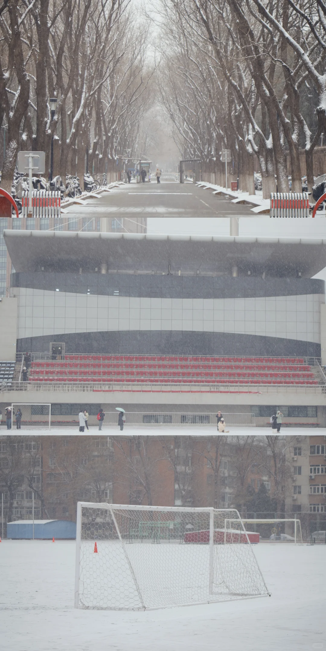北京初雪|雪中的北京林业大学