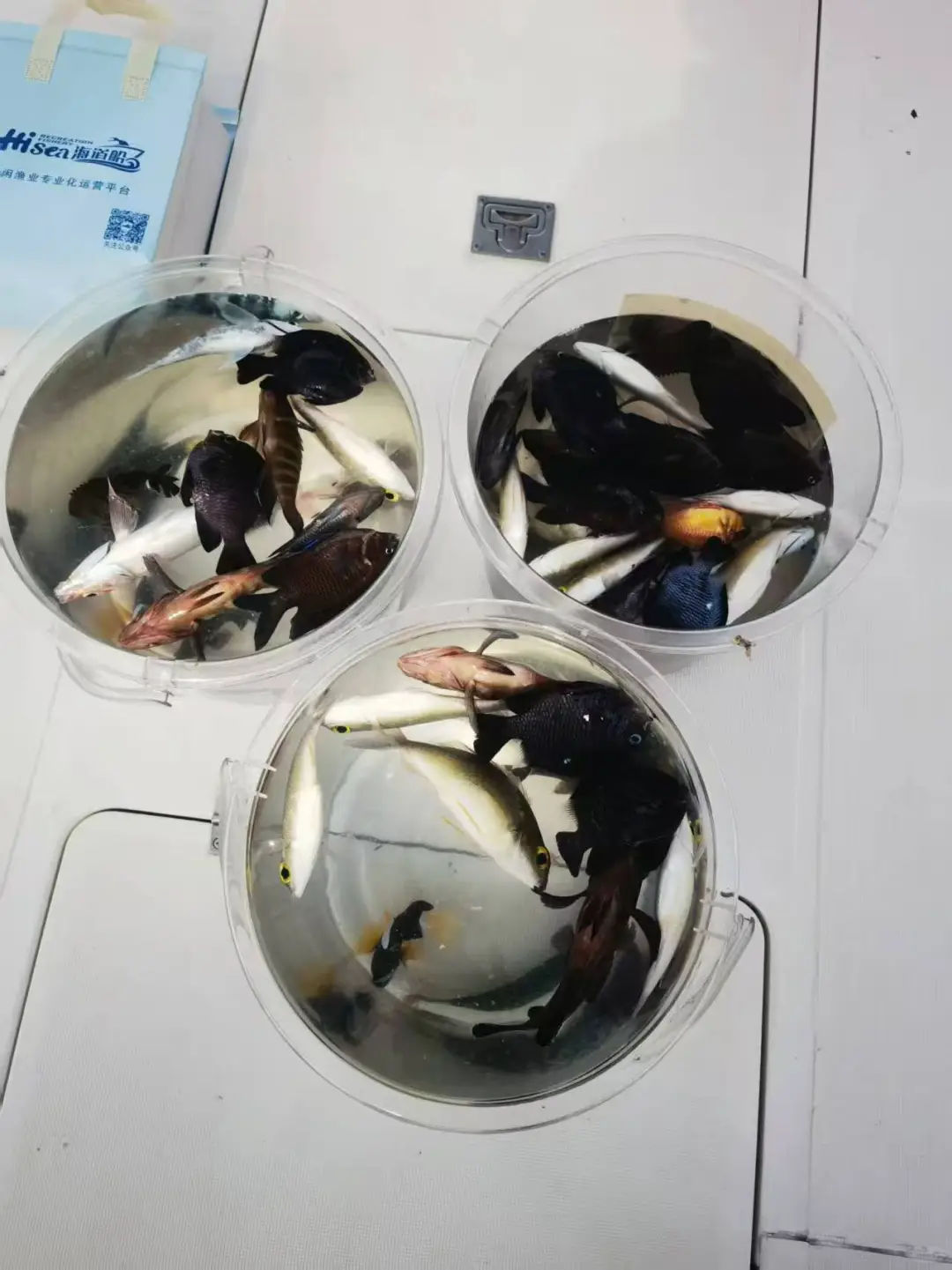 三亚团建天花板 人均百元解锁海钓狂欢！