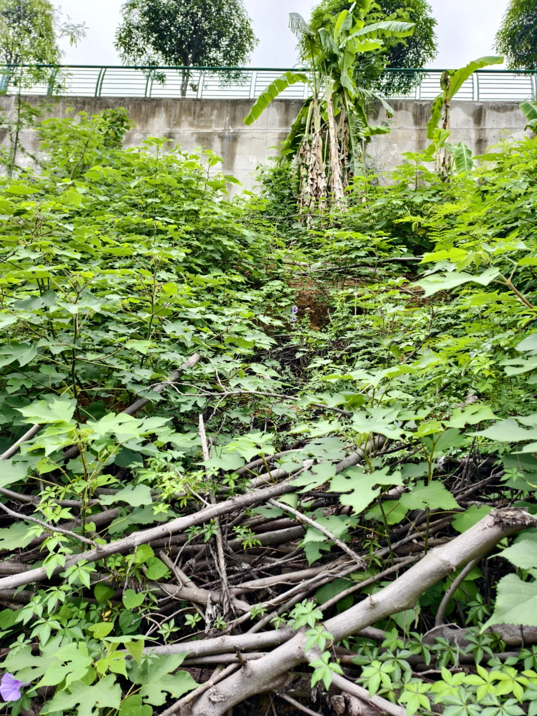 林业人勇闯大山😇