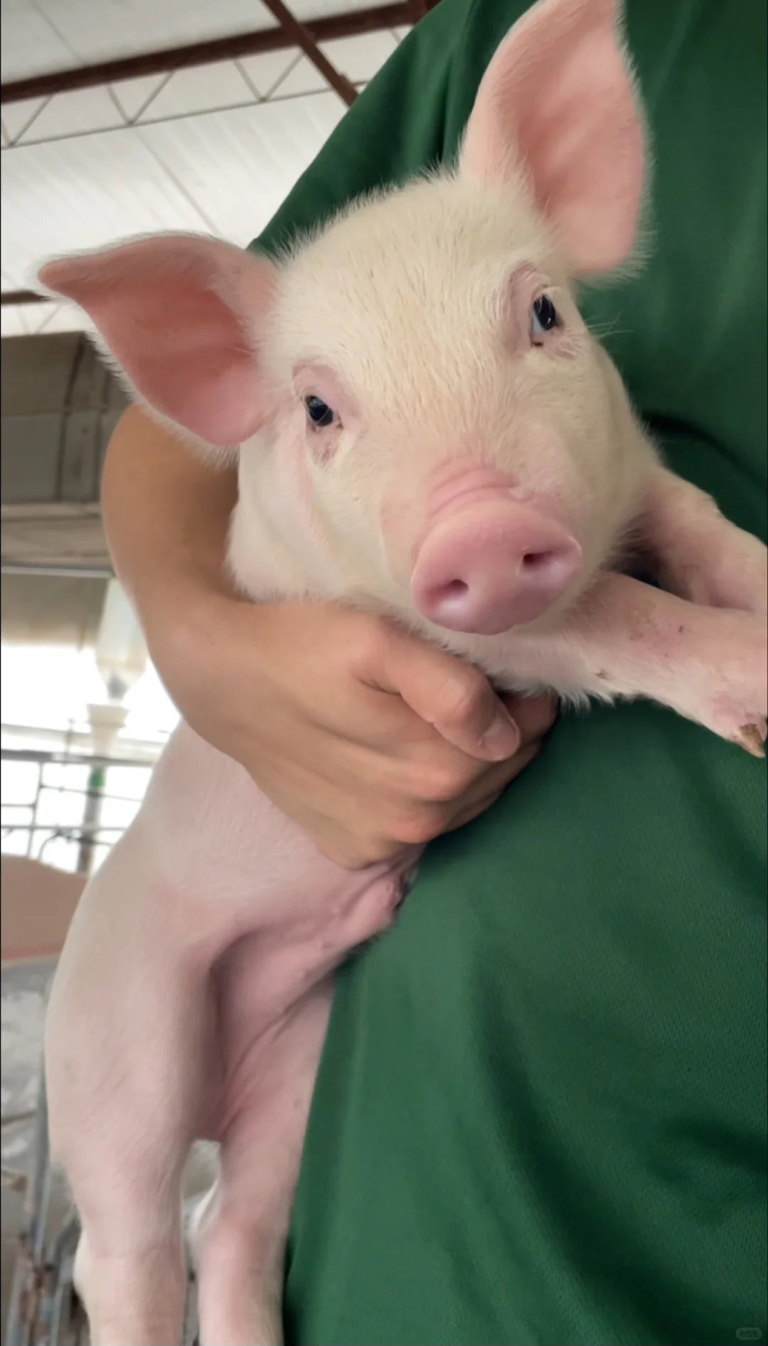 2025/12/12 入职146天 在猪场干了些什么？