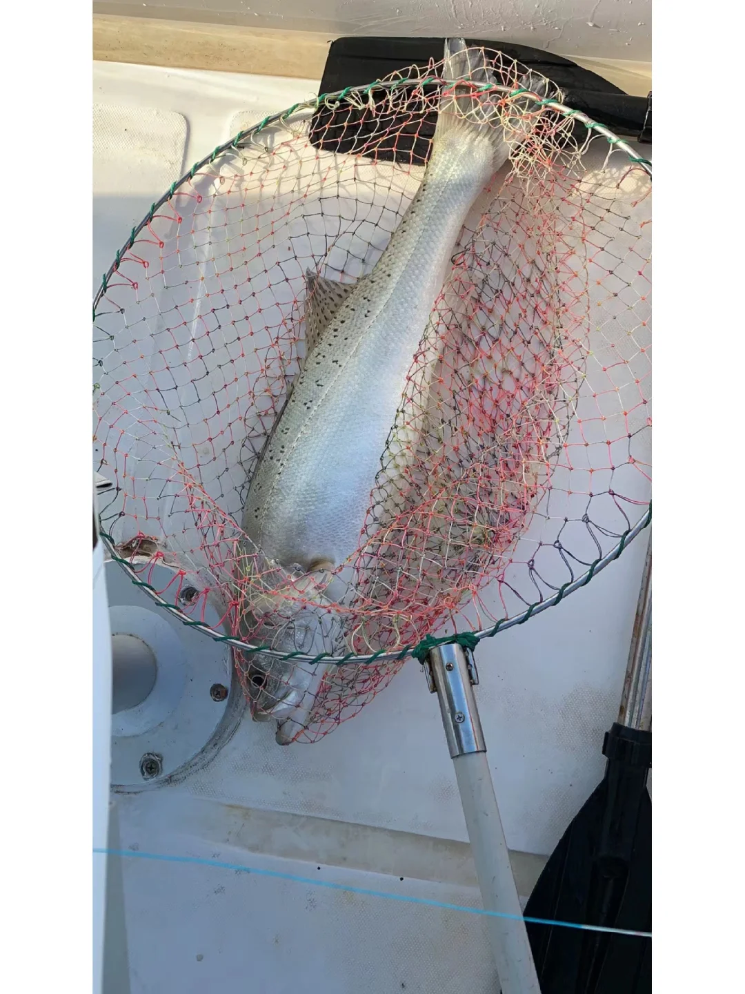 海钓鱼获（海鲈鱼➕石九公）坐标：洞头