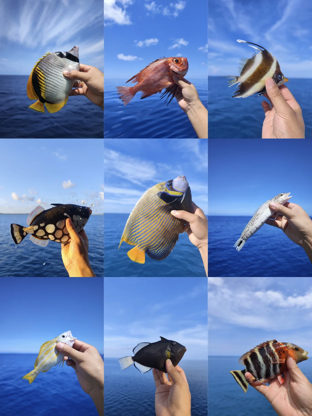 福钓新一年|我在西沙群岛记录的美丽鱼类