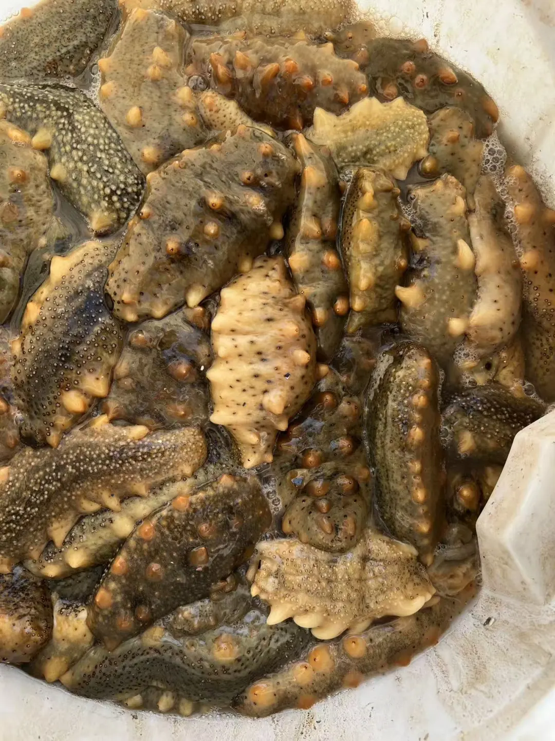 活海参原来长这样🤭围观捕捞现场！