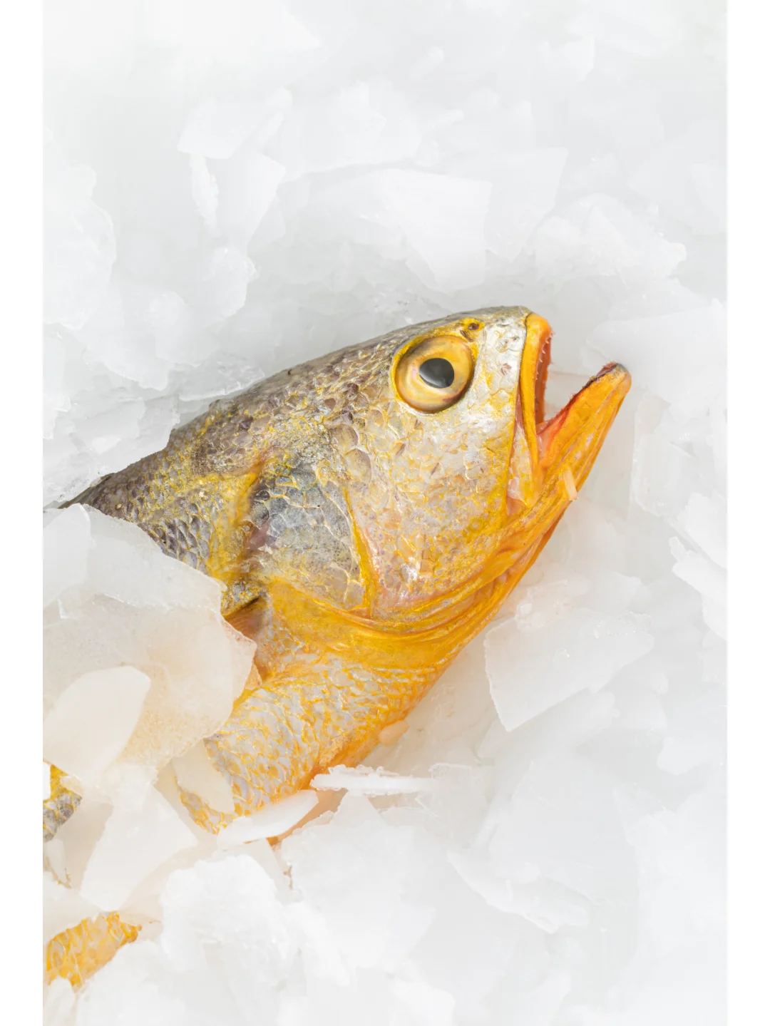 黄渔国丨野生黄鱼