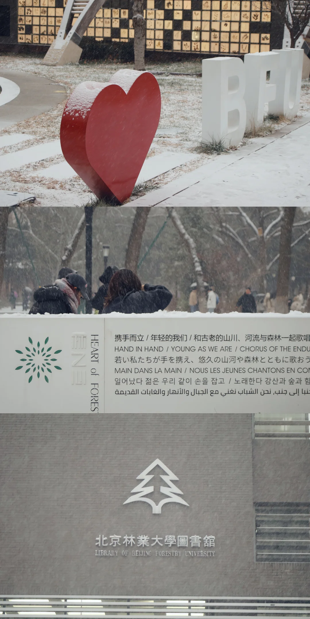 北京初雪|雪中的北京林业大学