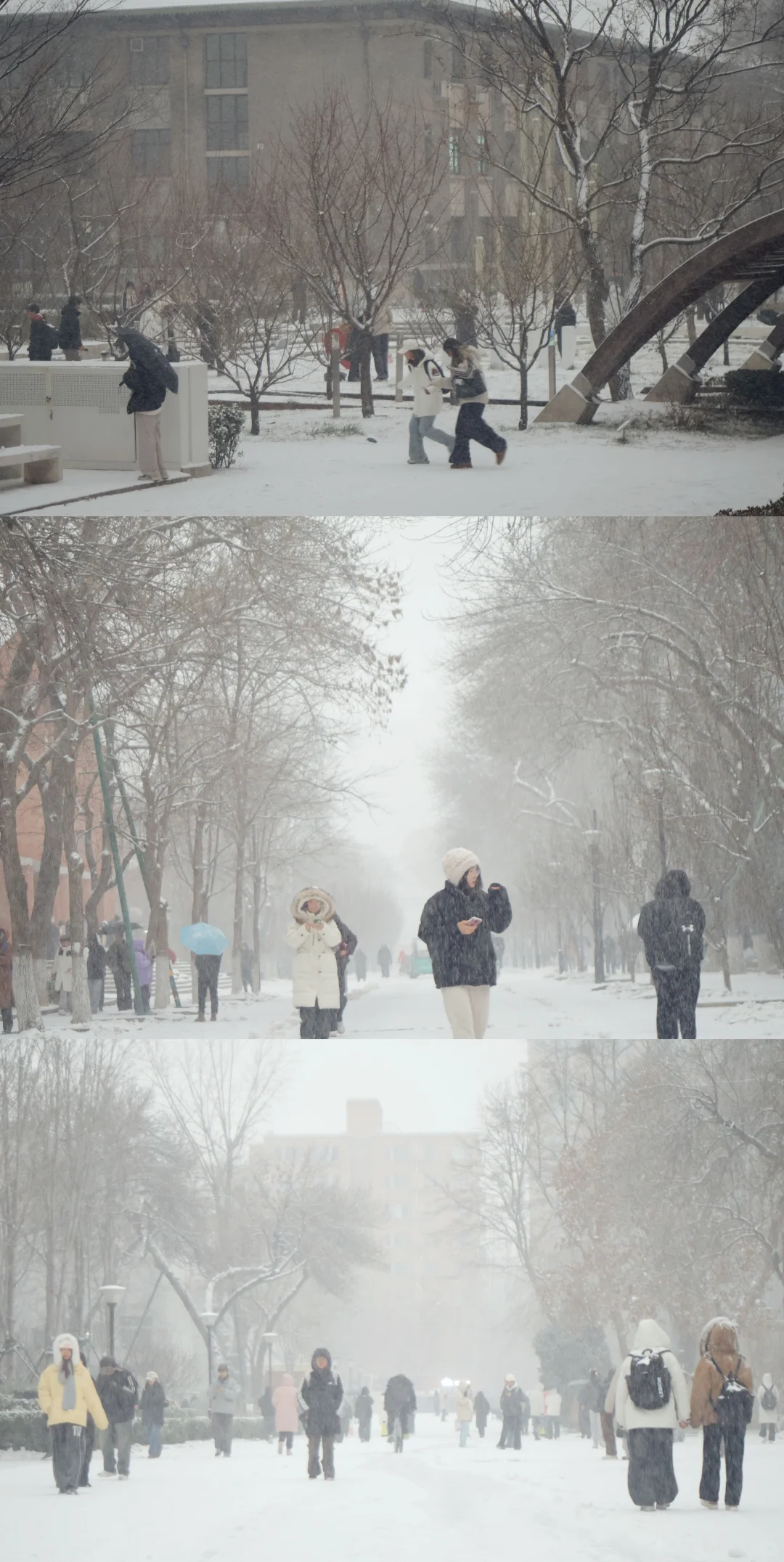 北京初雪|雪中的北京林业大学