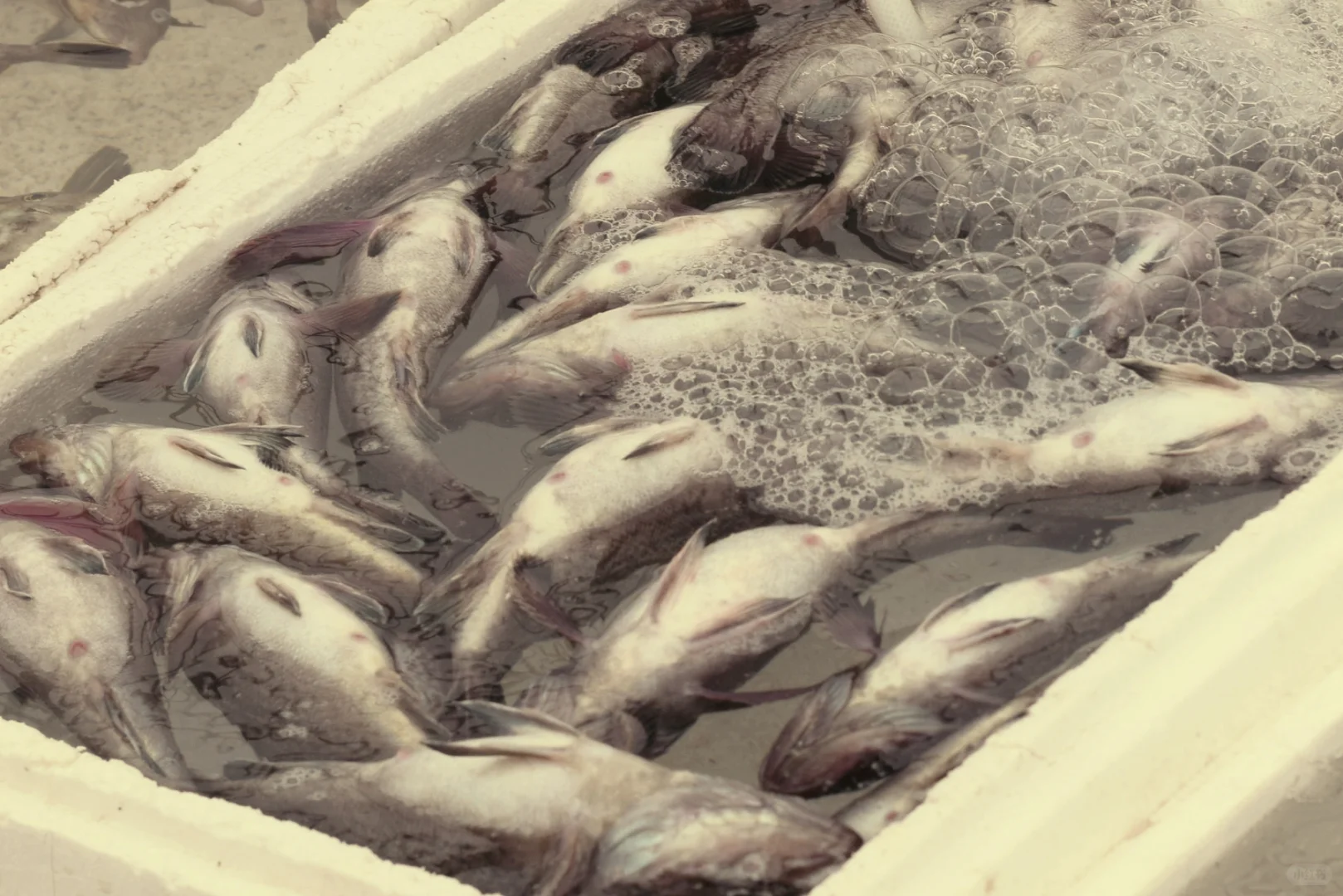 朋友圈美学 ｜ 渔人与水