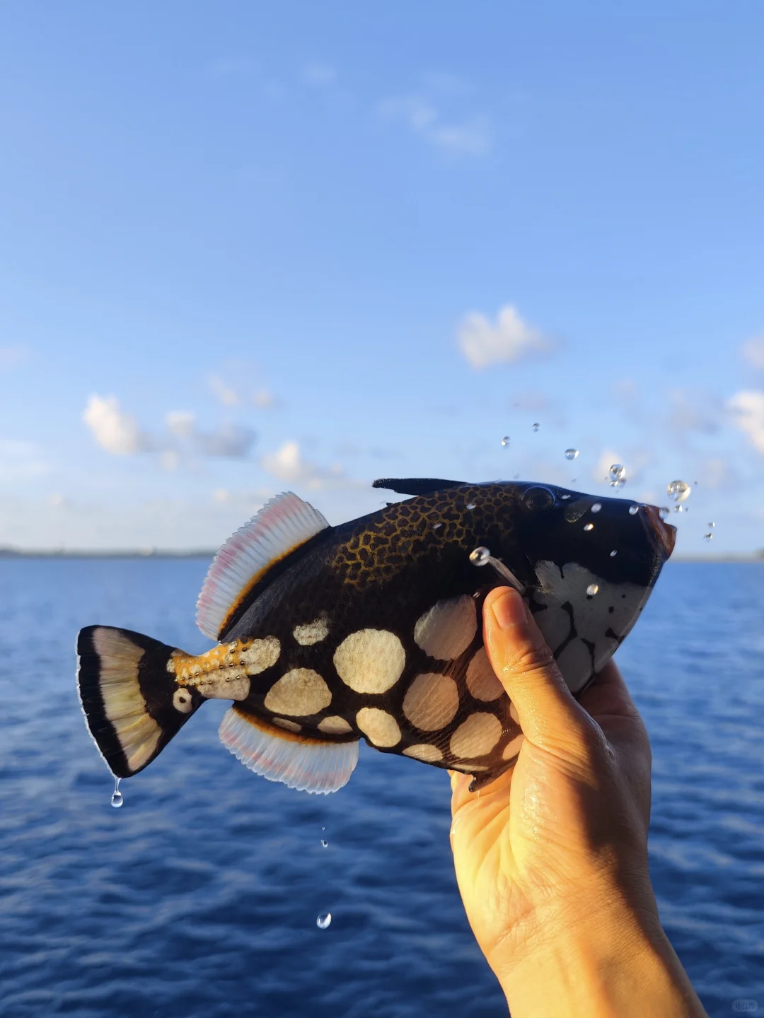 福钓新一年|我在西沙群岛记录的美丽鱼类