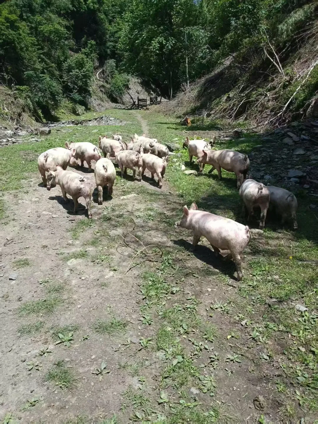 散养土猪