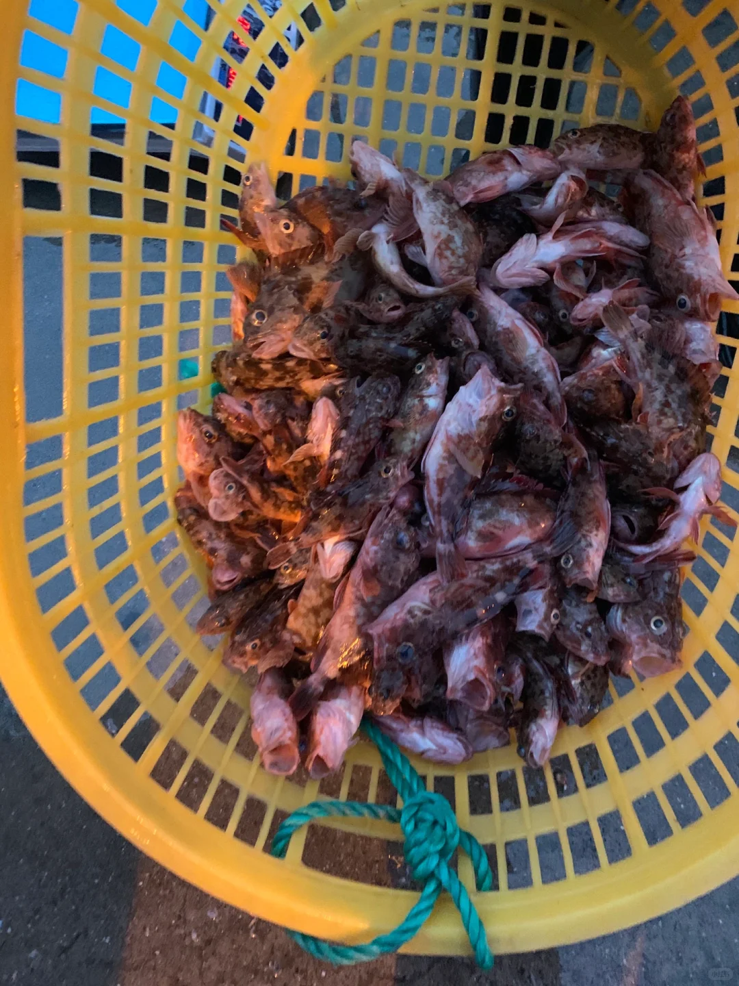 海钓鱼获（海鲈鱼➕石九公）坐标：洞头