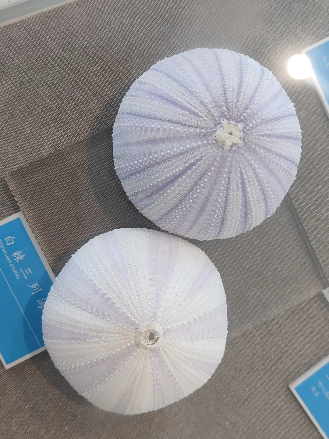 海口热带农业科技博览园一日游 🌴