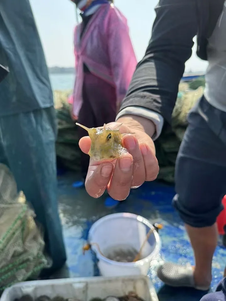 上岸！三亚打渔现捕现吃