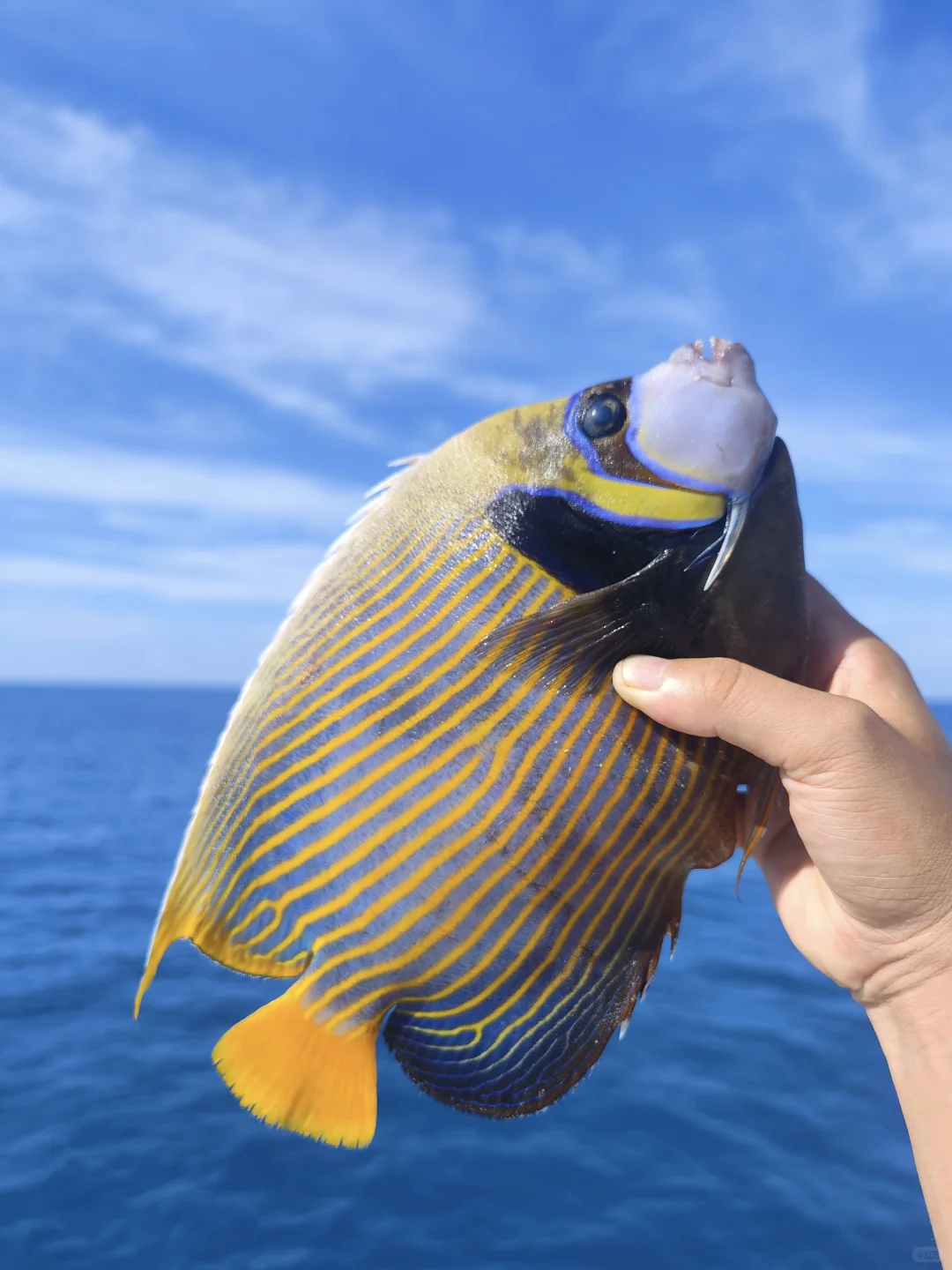 福钓新一年|我在西沙群岛记录的美丽鱼类