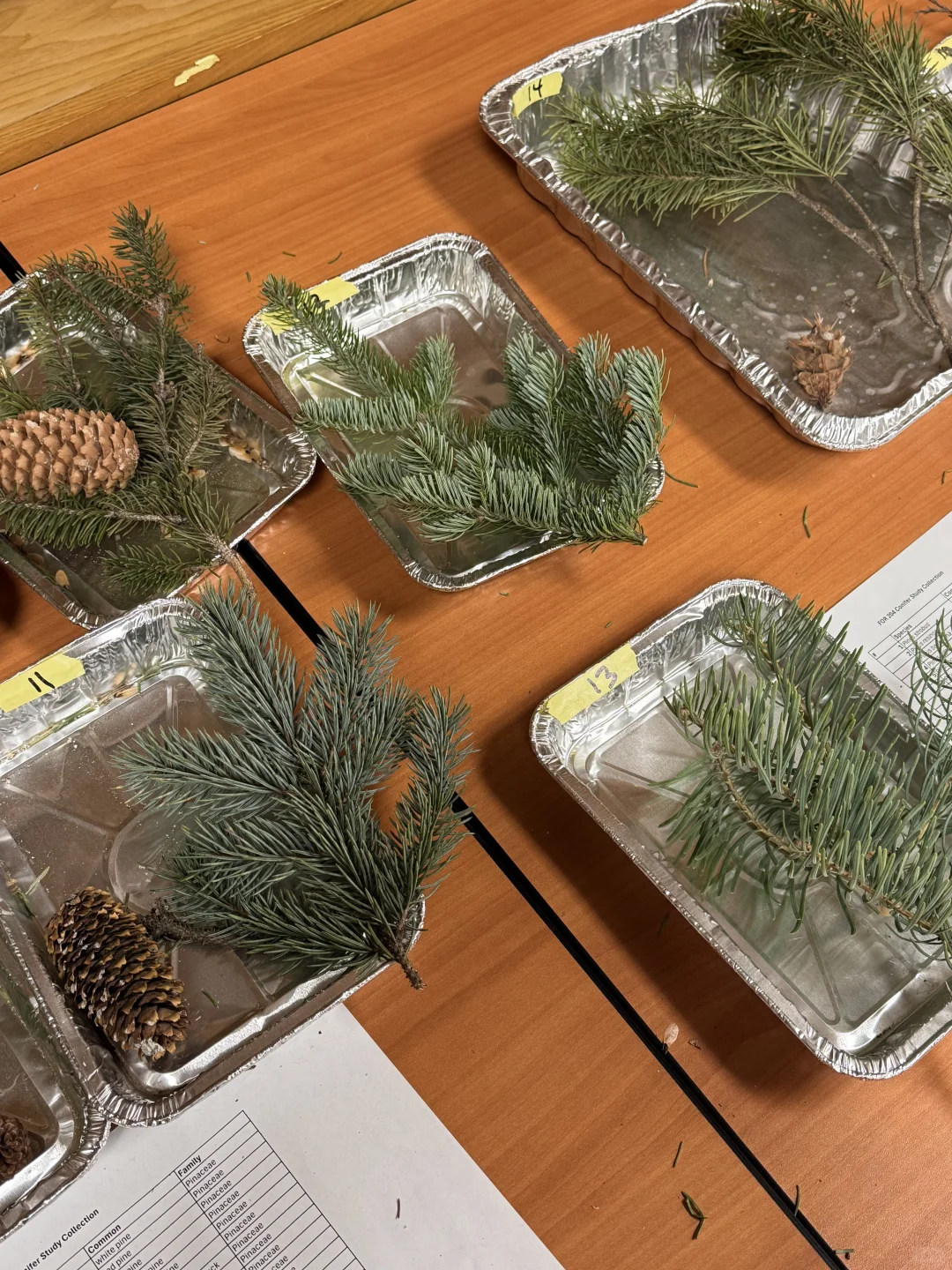 复习林业期末考be like