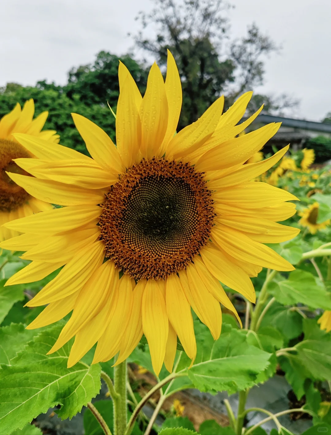📍长岭现代农业公园|向阳而生🌻