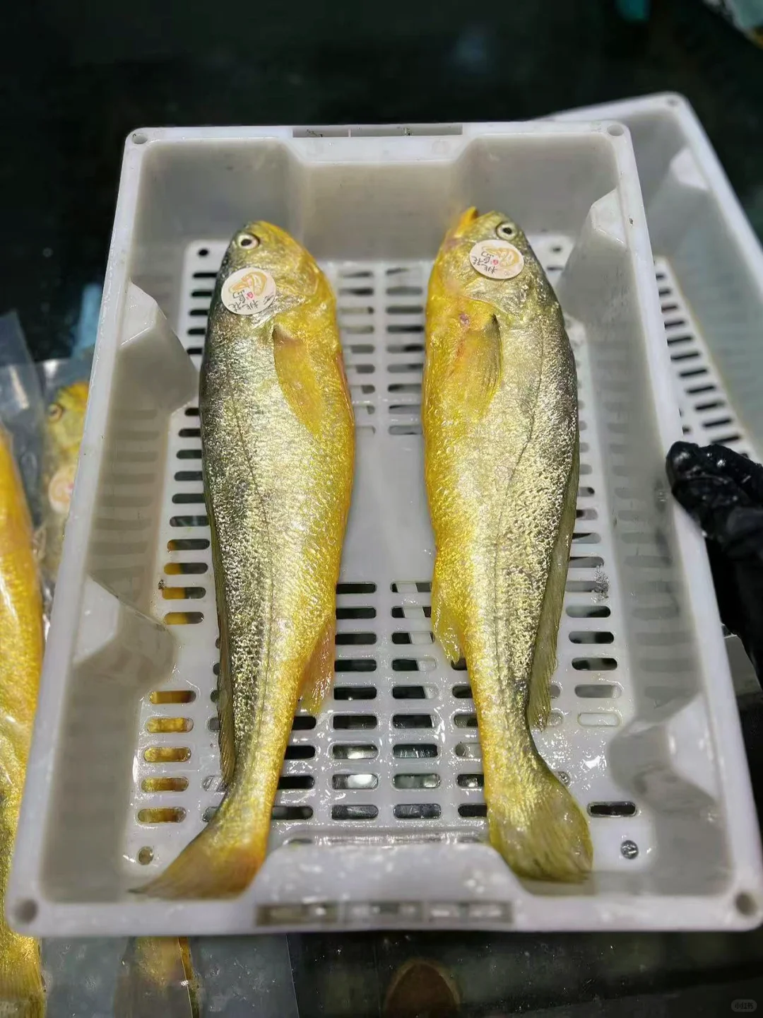 谁说养殖黄鱼打死也不买，野化养殖尝试过吗