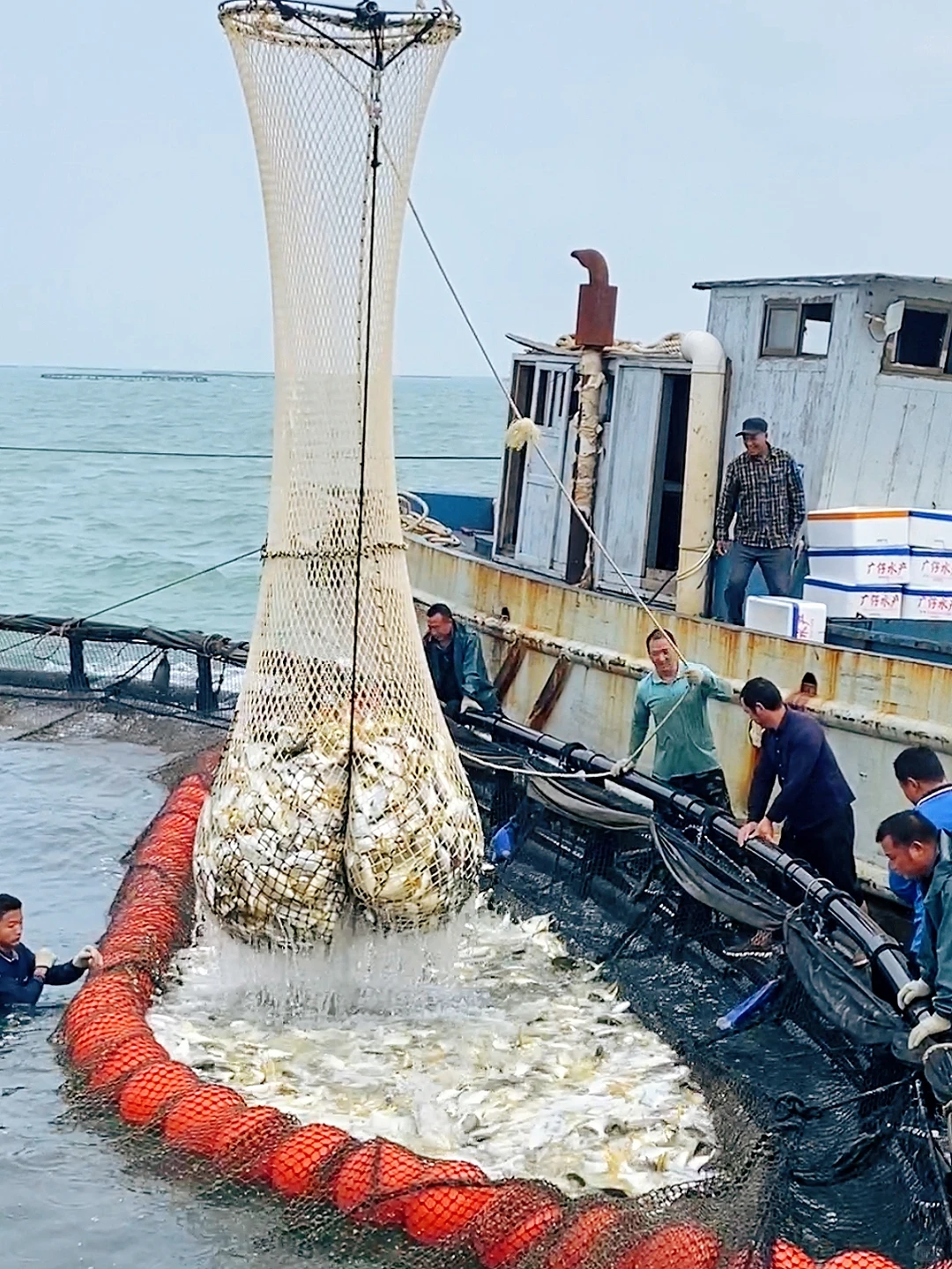 镜头下的金鲳鱼捕捞现场