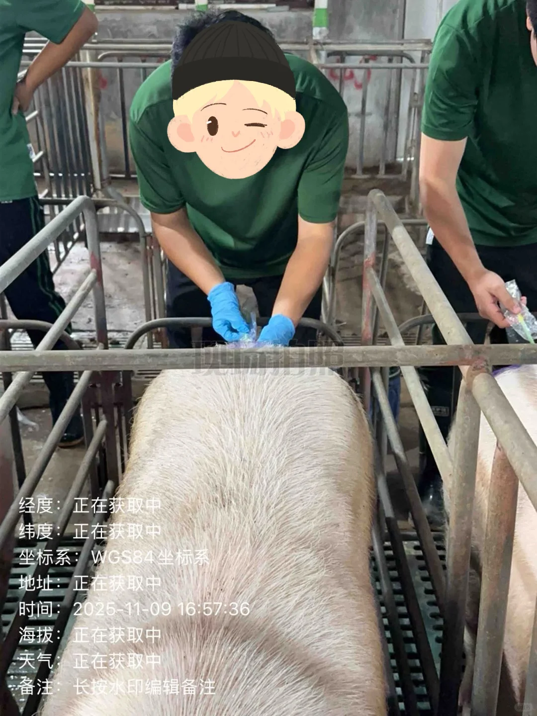 后备母猪为什么不采取深部输精？