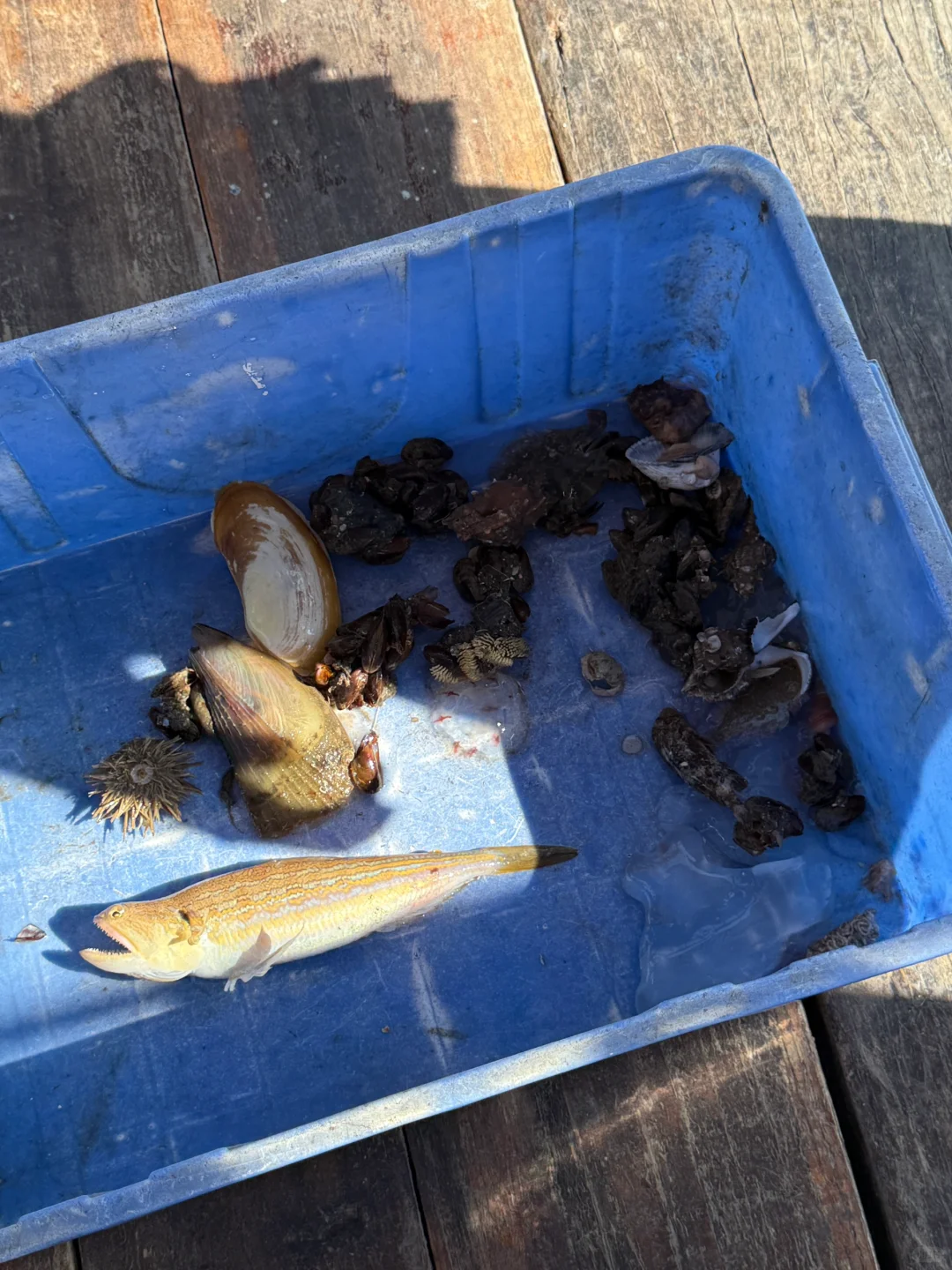 包渔船出海也太爽了吧！还捕到了我的“大鱼”