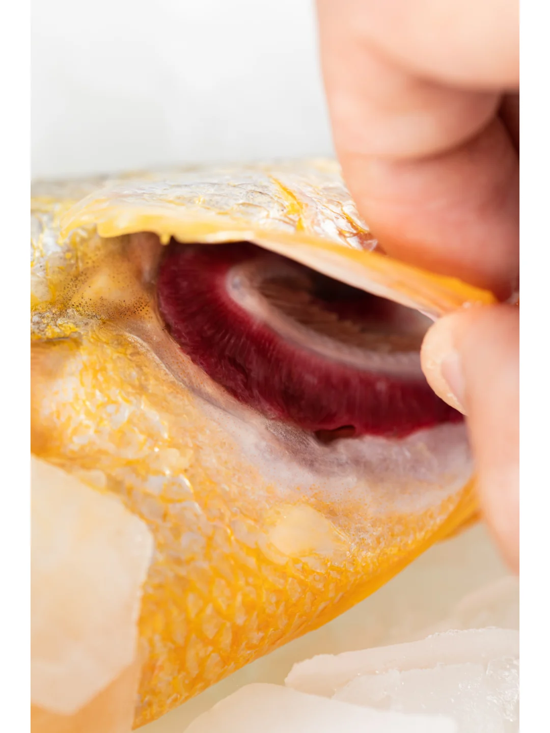 黄渔国丨野生黄鱼